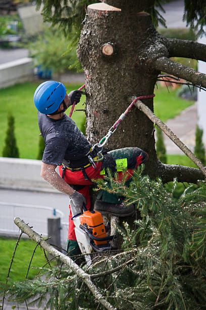 Best Tree Cabling and Bracing  in La Salle, CO