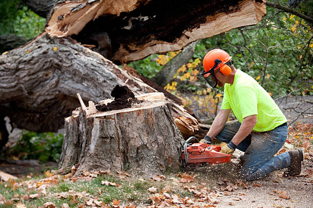 Best Tree Disease Treatment  in La Salle, CO